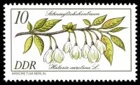 (1981-004) Марка Германия (ГДР) "Галезия каролинская"    Растения III Θ