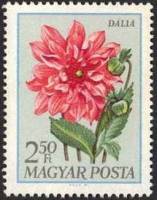(1968-083) Марка Венгрия "Георгина"    Садовые цветы III Θ
