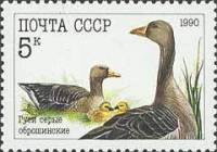 (1990-060) Марка СССР "Гуси серые"   Домашние птицы III Θ