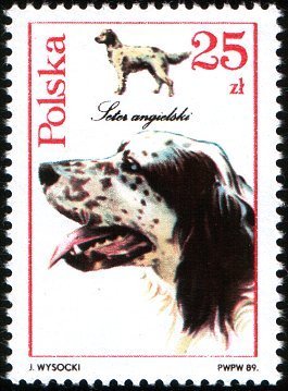 (1989-012) Марка Польша &quot;Английский сеттер&quot;    Собаки III Θ