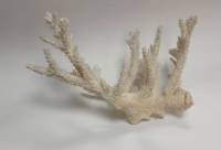 Мрской коралл "Бранч", натуральный (сост. на фото)