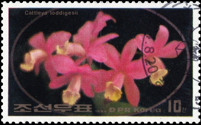 (1984-041) Марка Северная Корея "Каттлея лоддигесии"   Цветы III &Theta;