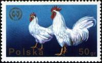 (1975-026) Марка Польша "Курица"    20-й конгресс Европейской зоотехнической Федерации II Θ