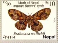 (№2014-1154) Марка Непал 2014 год "Brahmaea wallichii", Гашеная