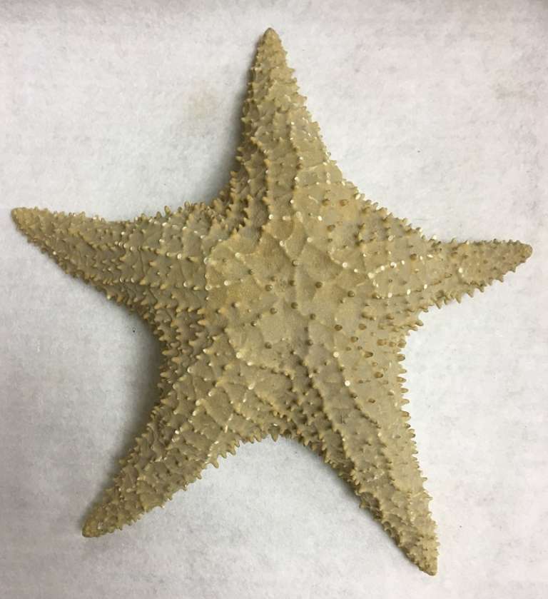 Сувенир Звезда морская (сост. на фото)