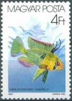 (1987-004) Марка Венгрия "Апистограмма Рамиреса"    Декоративные рыбки II Θ