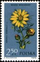 (1962-048) Марка Польша "Адонис весенний"   Растения III Θ