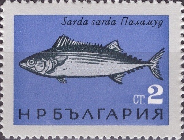 (1965-035) Марка Болгария &quot;Пеламида&quot;   Рыбы Чёрного моря III O