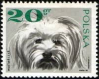 (1969-001) Марка Польша "Мальтийская болонка"   Породистые собаки I Θ