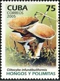 (№4771) Марка Куба 2005 год &quot;Clitocybe infundibuliformis&quot;, Негашеная
