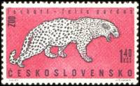 (1962-025) Марка Чехословакия "Леопард"    Животные III Θ