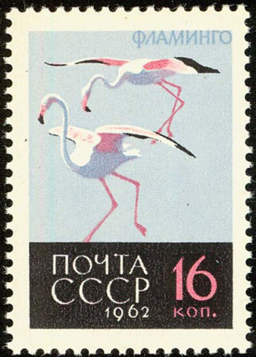 (1962-143a) Марка СССР &quot;Фламинго&quot;  нет ноги  Птицы II O