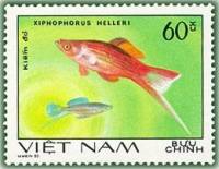 (1981-007) Марка Вьетнам "Меченосец"    Декоративные рыбки III O