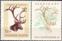 (1966-061) Марка + купон Венгрия "Благородный олень"    Охота III Θ