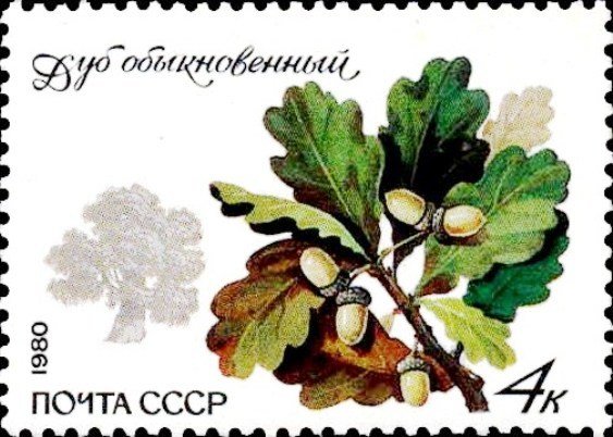 1980-090  Марка СССР Обыкновенный дуб   Охраняемые породы деревьев и кустарников III O