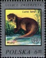 (1977-025) Марка Польша "Выдра"    Редкие животные III Θ