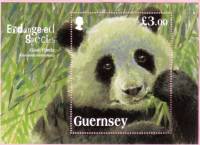 (№2013-62) Блок марок Гернси 2013 год "Большая Панда большая панда меланолеука", Гашеный