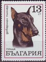 (1970-055) Марка Болгария "Доберман-пинчер"   Собаки III O