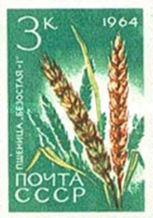 1964-082 Марка СССР Пшеница Безостая-1 Без перф   Сельскохозяйственные культуры III O