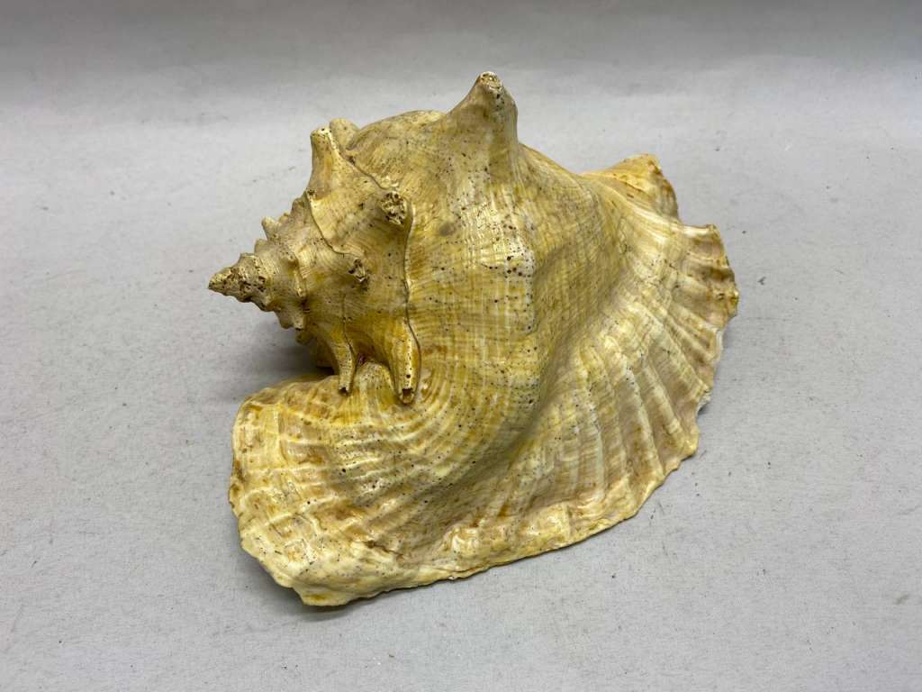 Морская раковина 22*16*10 см