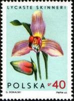 (1965-053) Марка Польша "Ликаста Скиннера"   Орхидеи I Θ