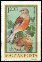 (1973-025) Марка Венгрия "Коноплянка"    Певчие птицы II Θ