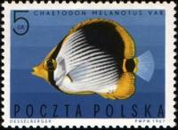 (1967-009) Марка Польша "Черноспинная рыба-бабочка"   Экзотические рыбы III Θ