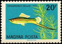 (1962-005) Марка Венгрия "Зелёный меченосец" ,  III O