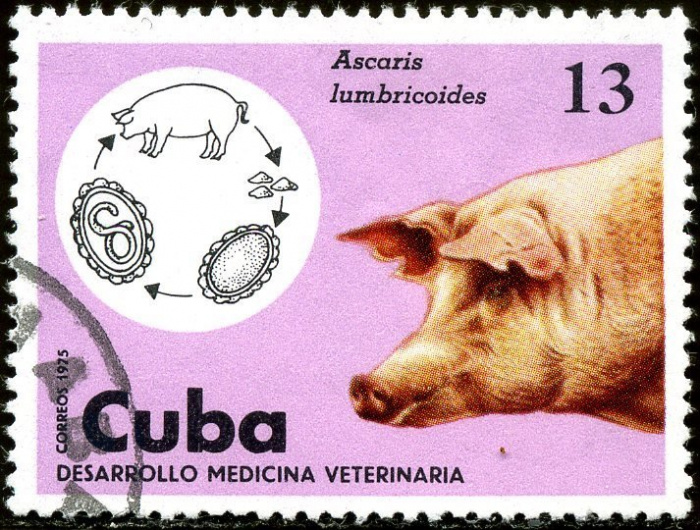 (1975-074) Марка Куба &quot;Свинья&quot;    Развитие ветеринарии III Θ