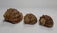 Набор морских ракушек, натуральных, 3 шт(сост. на фото)