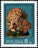 (1980-034) Марка Польша "Спарассис курчавый"    Грибы III Θ