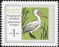 (1968-059) Марка Болгария "Пеликан"   Заповедник «Серебряный» III Θ