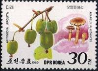 (1989-021) Марка Северная Корея "Актинидия острая"   Грибы и ягоды III Θ