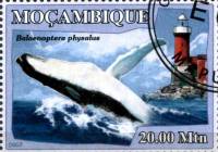 (№2007-3053) Марка Мозамбик 2007 год "Balaenoptera physalus не", Гашеная