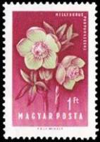 (1958-054) Марка Венгрия "Морозник красноватый"    Цветы II Θ