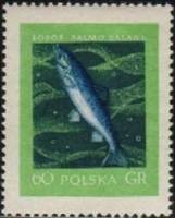 (1958-008) Марка Польша "Лосось"   Рыбы III не использовать Θ