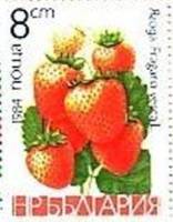 (1984-024) Марка Болгария "Земляника лесная"   Фрукты III Θ