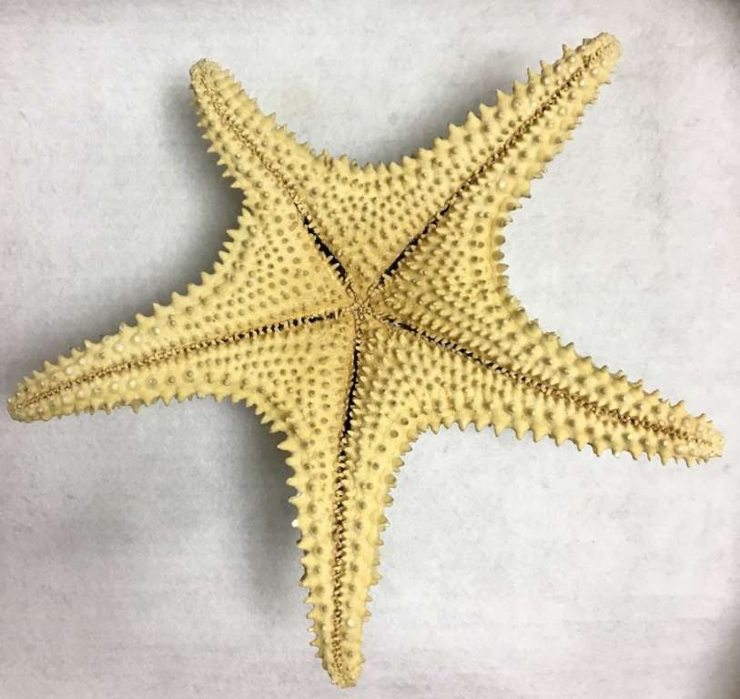 Сувенир Звезда морская (сост. на фото)
