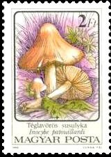 (1986-071) Марка Венгрия &quot;Волоконница Патуйяра&quot;    Ядовитые грибы II Θ
