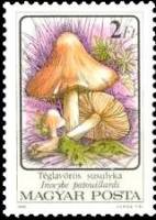 (1986-071) Марка Венгрия "Волоконница Патуйяра"    Ядовитые грибы II Θ
