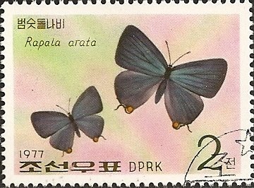 (1977-067) Марка Северная Корея &quot;Японская вспышка&quot;   Бабочки III Θ