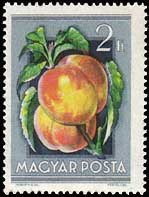 (1954-047) Марка Венгрия "Персики"    Сельскохозяйственная выставка III Θ