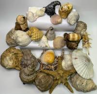 Набор морских ракушек и звезд для аквариума интерьера дизайна 3 килограмма