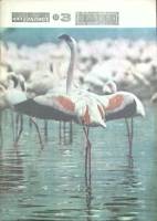 Журнал Юный натуралист 1977 № 3 Москва Мягкая обл. 48 с. С цв илл