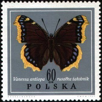 (1967-060) Марка Польша &quot;Траурница&quot; , III O
