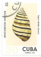 (1973-086) Марка Куба "Перевязанный"    Раковины молюсков III Θ