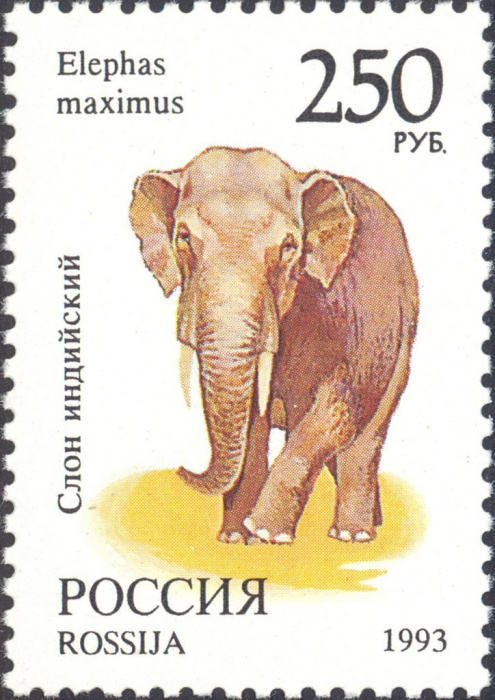 (1993-067) Марка Россия &quot;Индийский слон&quot;   Фауна III O