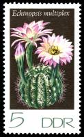 (1974-016) Марка Германия (ГДР) "Эхинопсис"    Кактусы III Θ