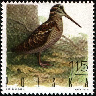 (1970-005) Марка Польша &quot;Вальдшнеп&quot;   Пернатая дичь III Θ