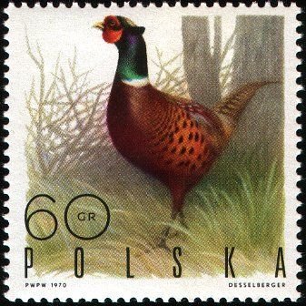(1970-004) Марка Польша &quot;Обыкновенный фазан&quot;   Пернатая дичь III Θ